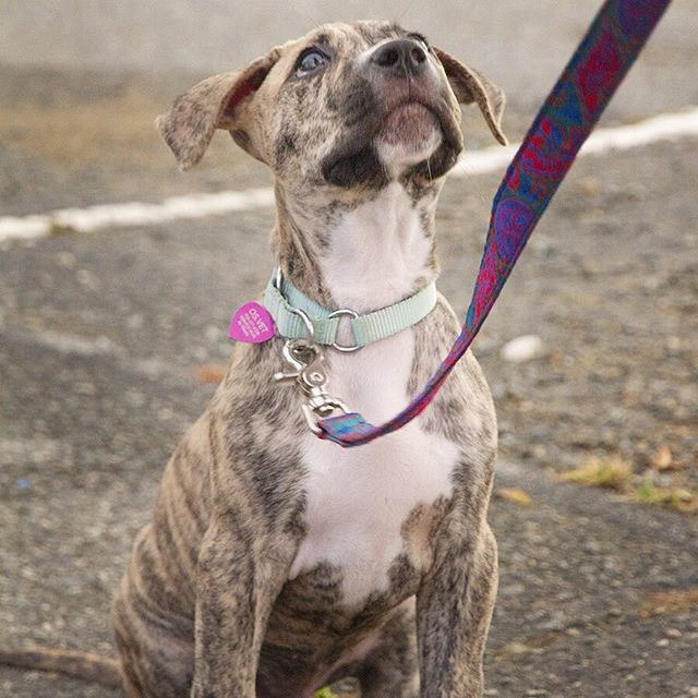 Photo 8 from American Pit Bull Foundation