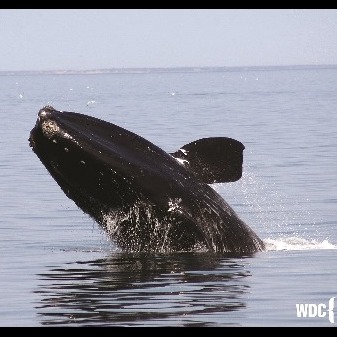 Photo 4 from Whale and Dolphin Conservation (WDC)