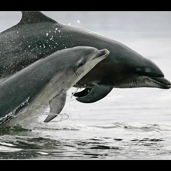 Photo 5 from Whale and Dolphin Conservation (WDC)