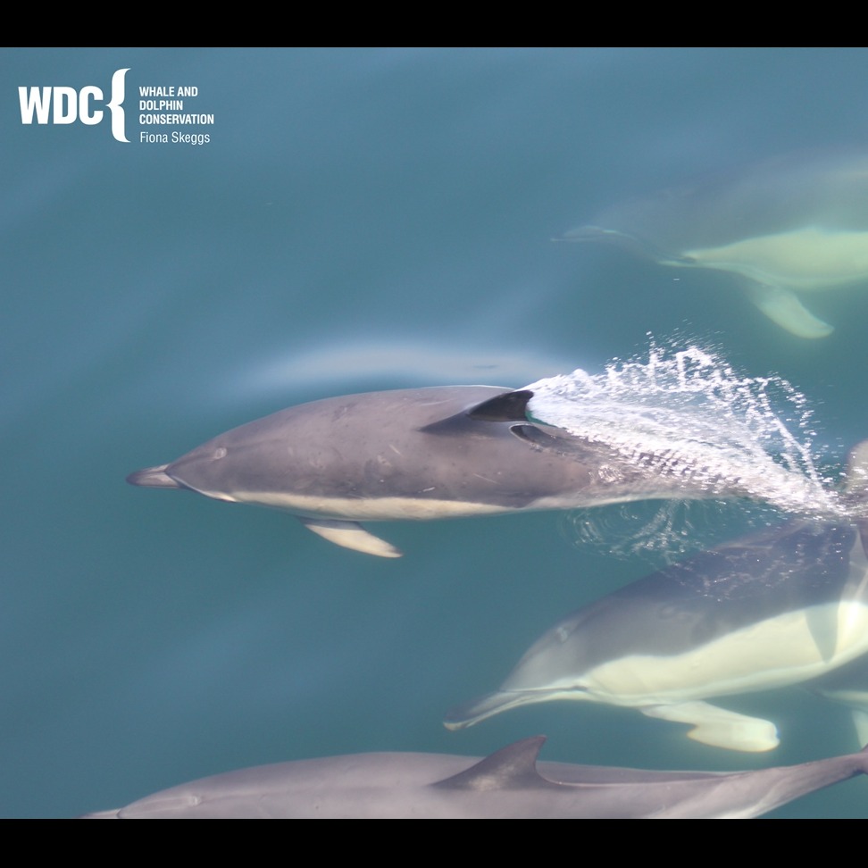Photo 6 from Whale and Dolphin Conservation (WDC)