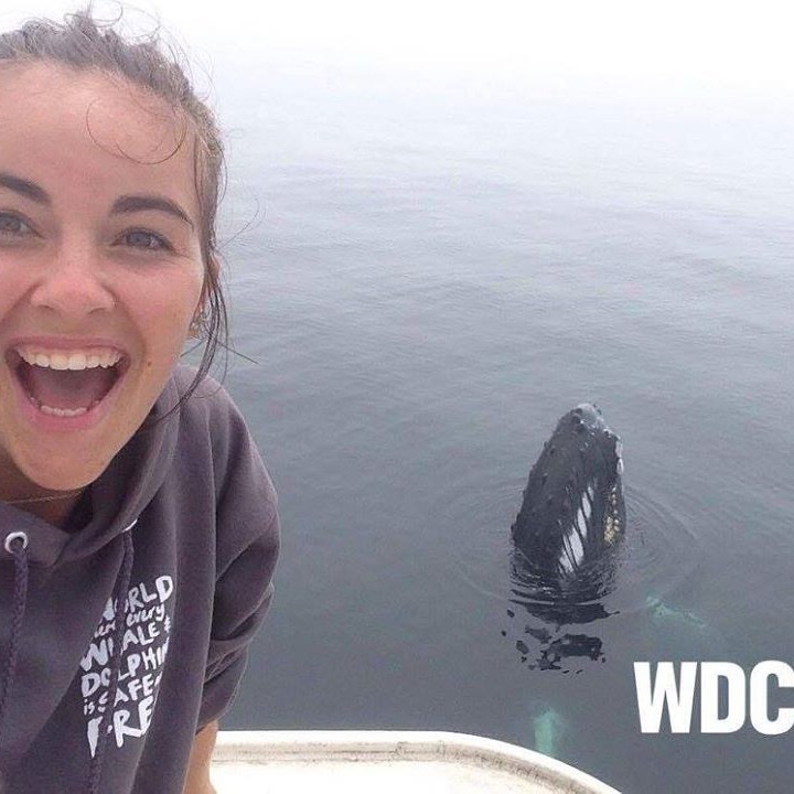 Photo 7 from Whale and Dolphin Conservation (WDC)