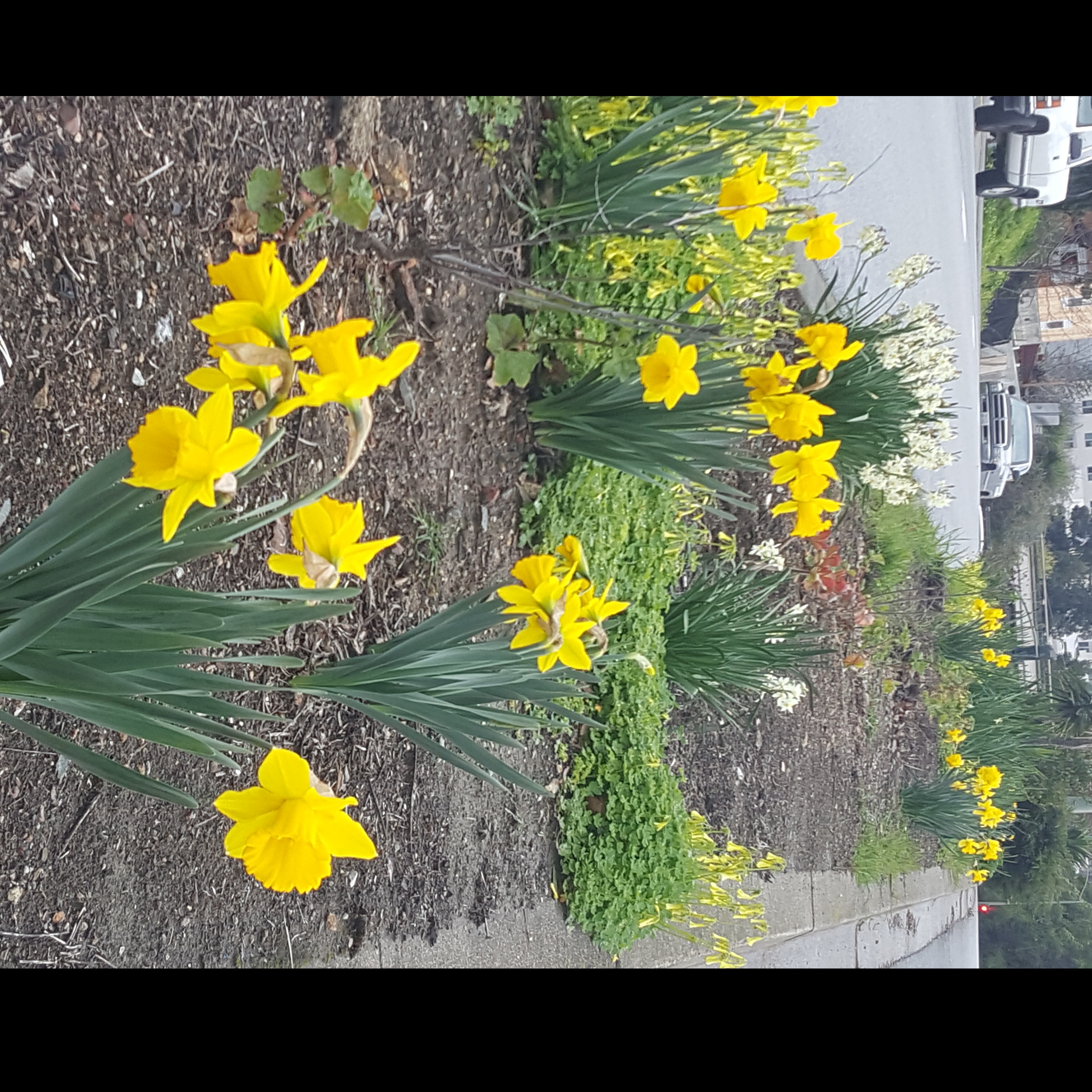 Photo 2 from Keep Oakland Beautiful