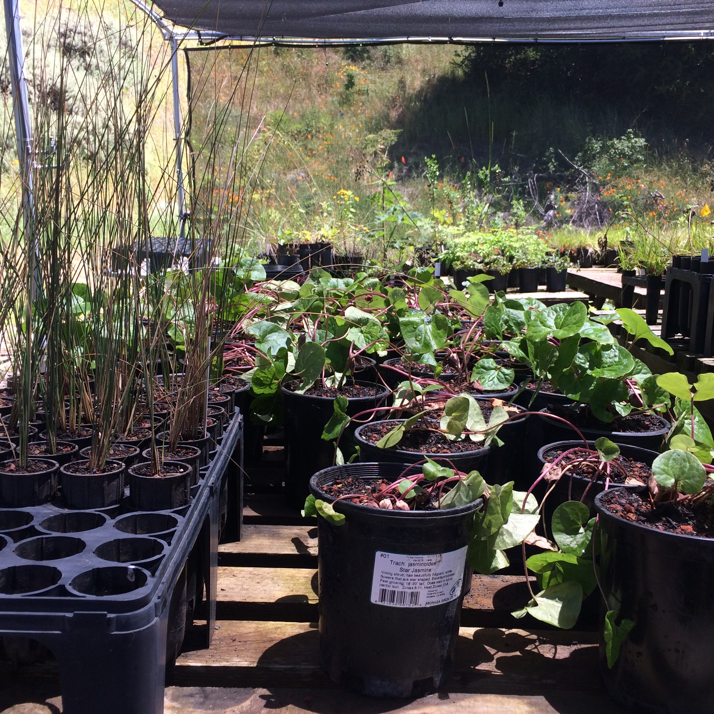 Photo 3 from Keep Oakland Beautiful