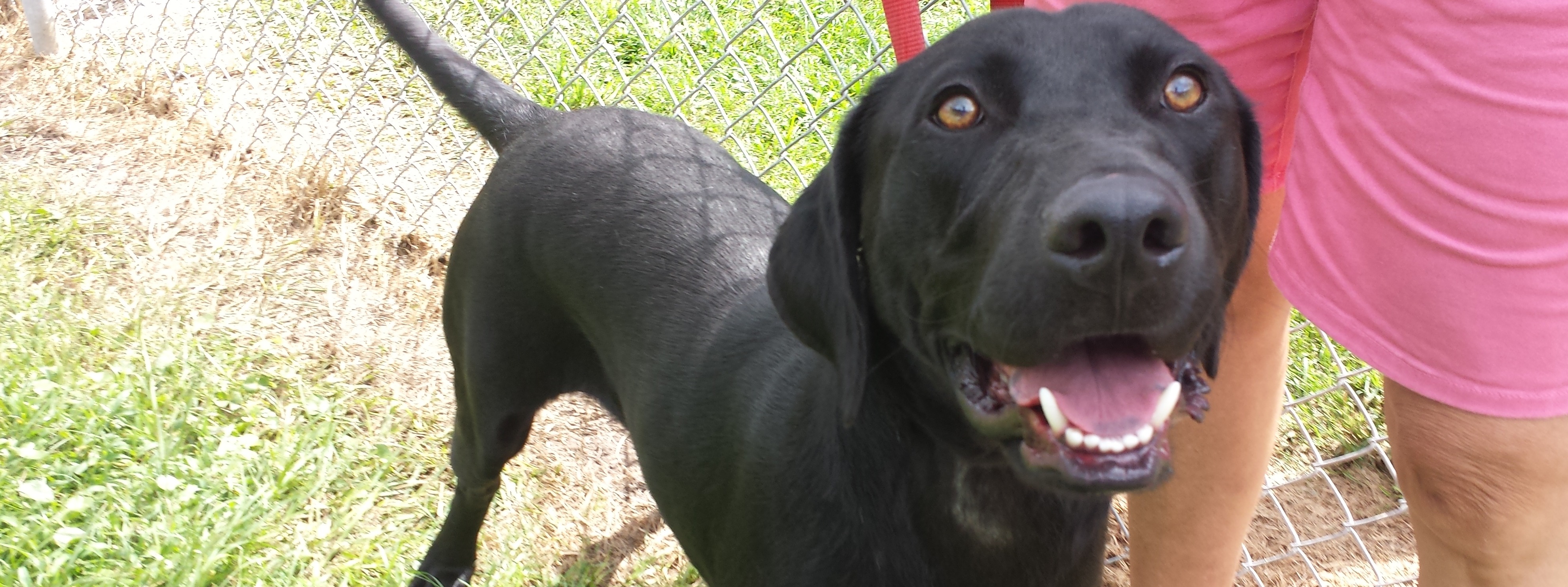 AMERICAN FOUNDATION FOR ANIMAL RESCUE INC