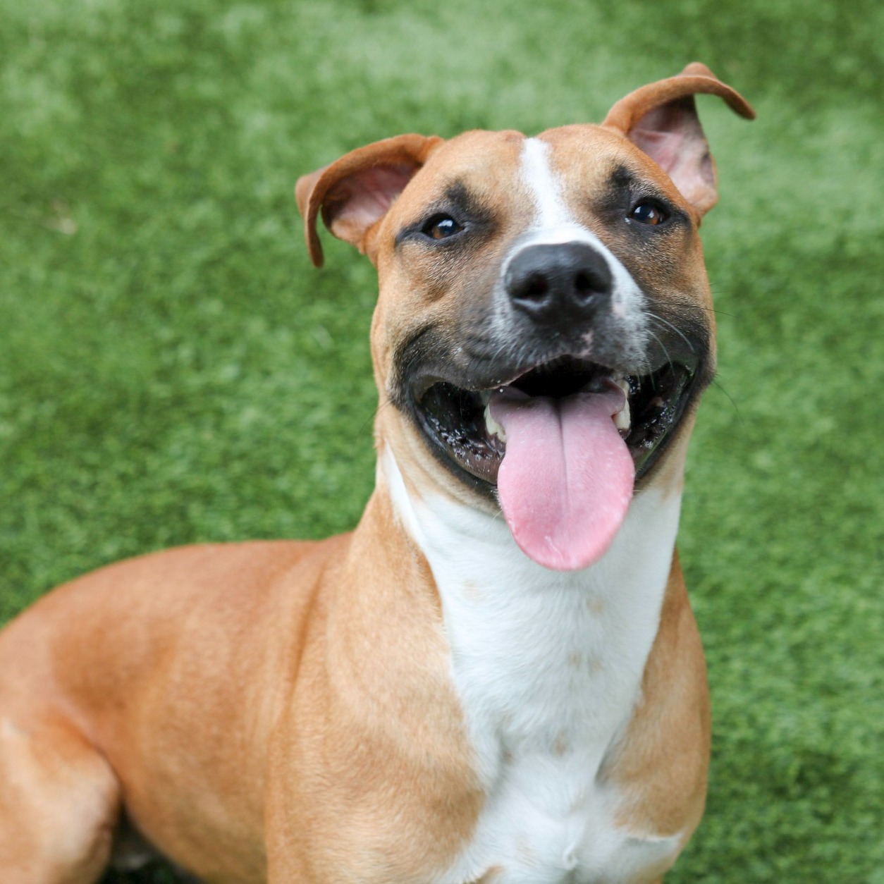 Photo 1 from Friends of Countypets