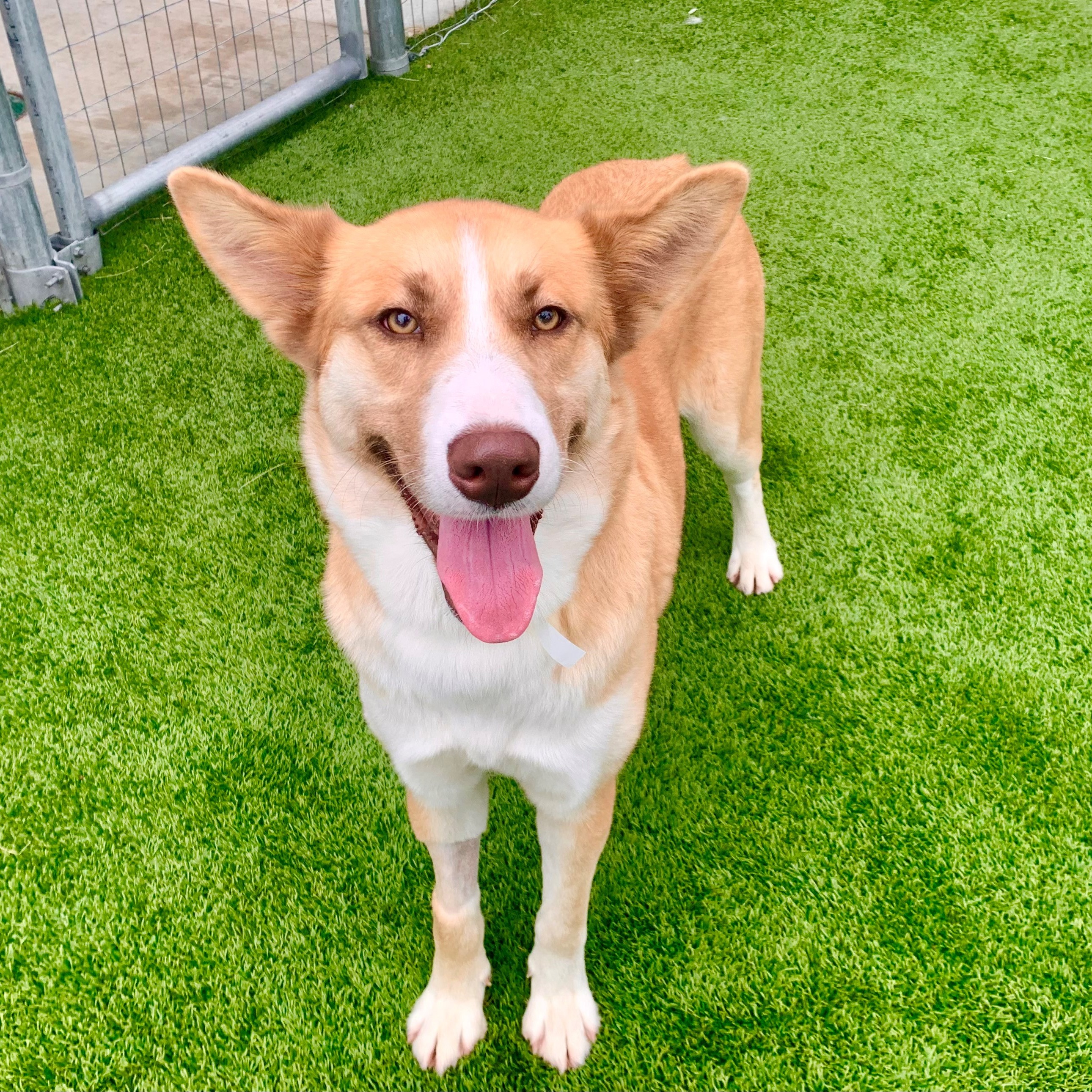 Photo 2 from Friends of Countypets