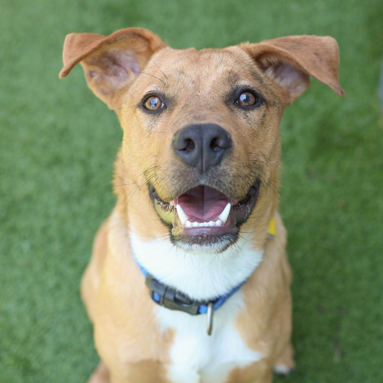 Photo 3 from Friends of Countypets