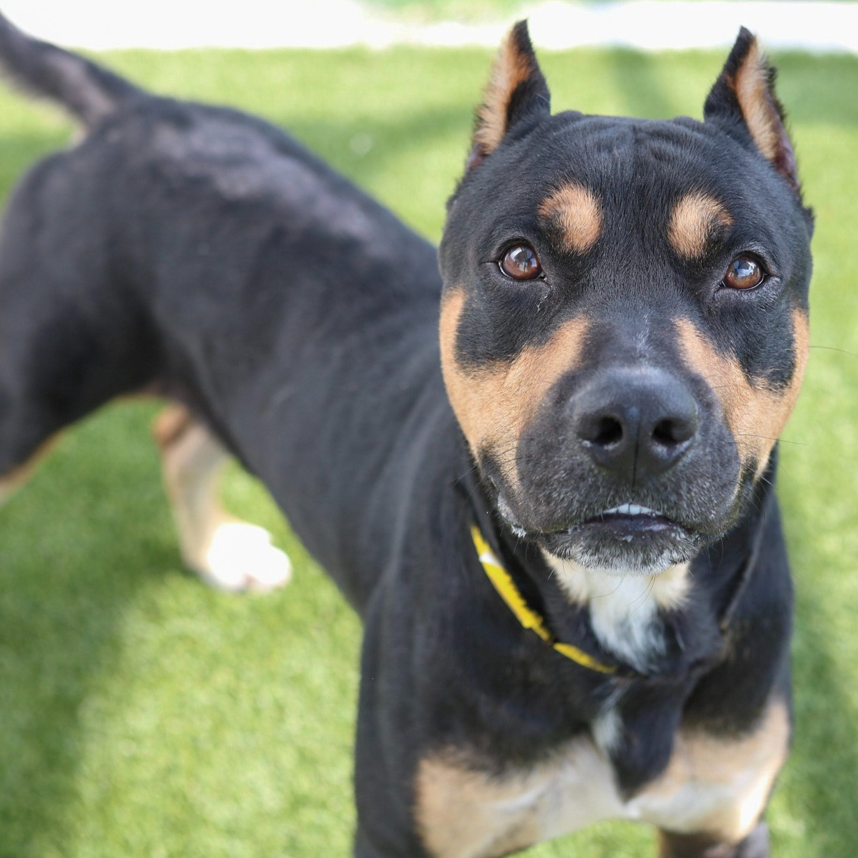 Photo 4 from Friends of Countypets