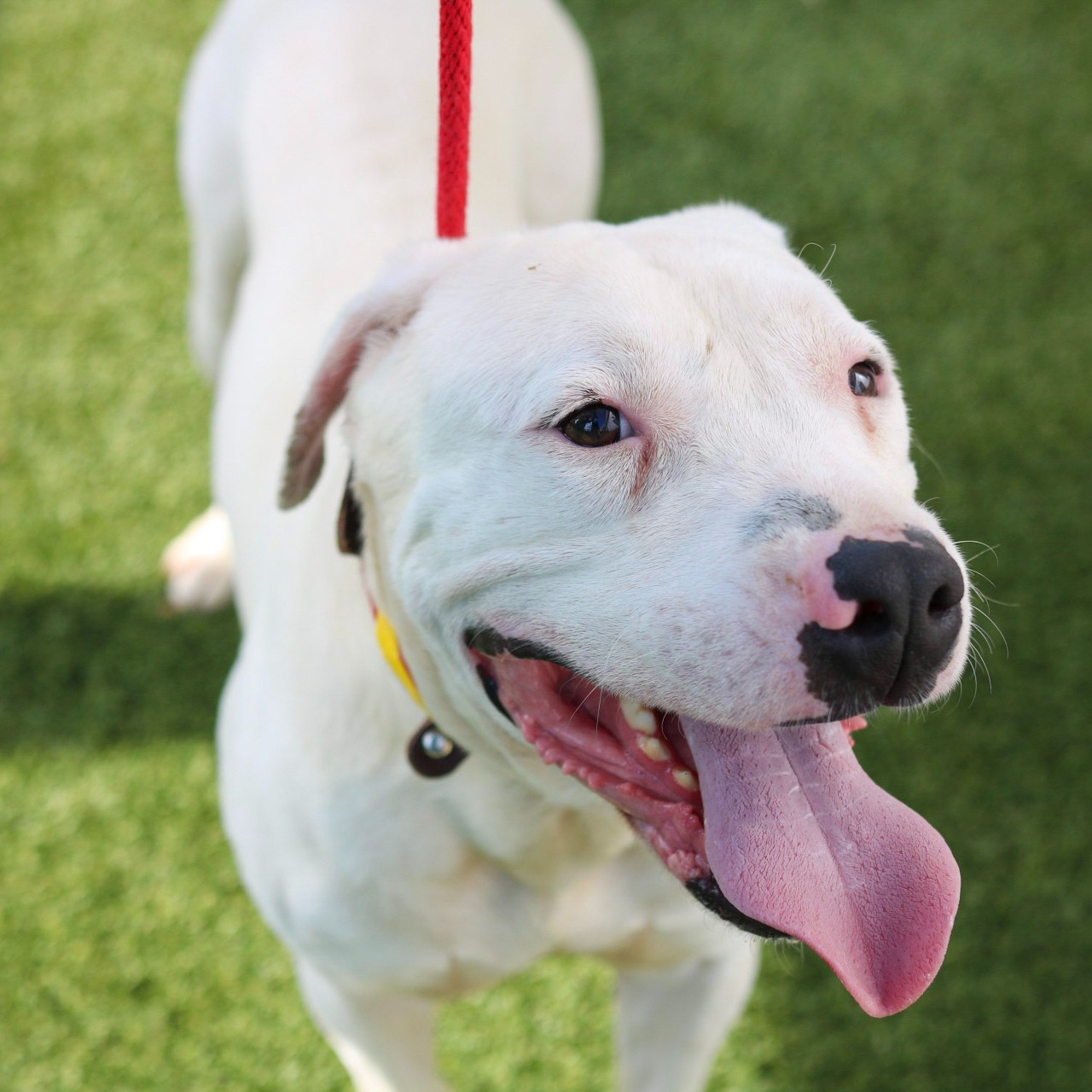 Photo 5 from Friends of Countypets