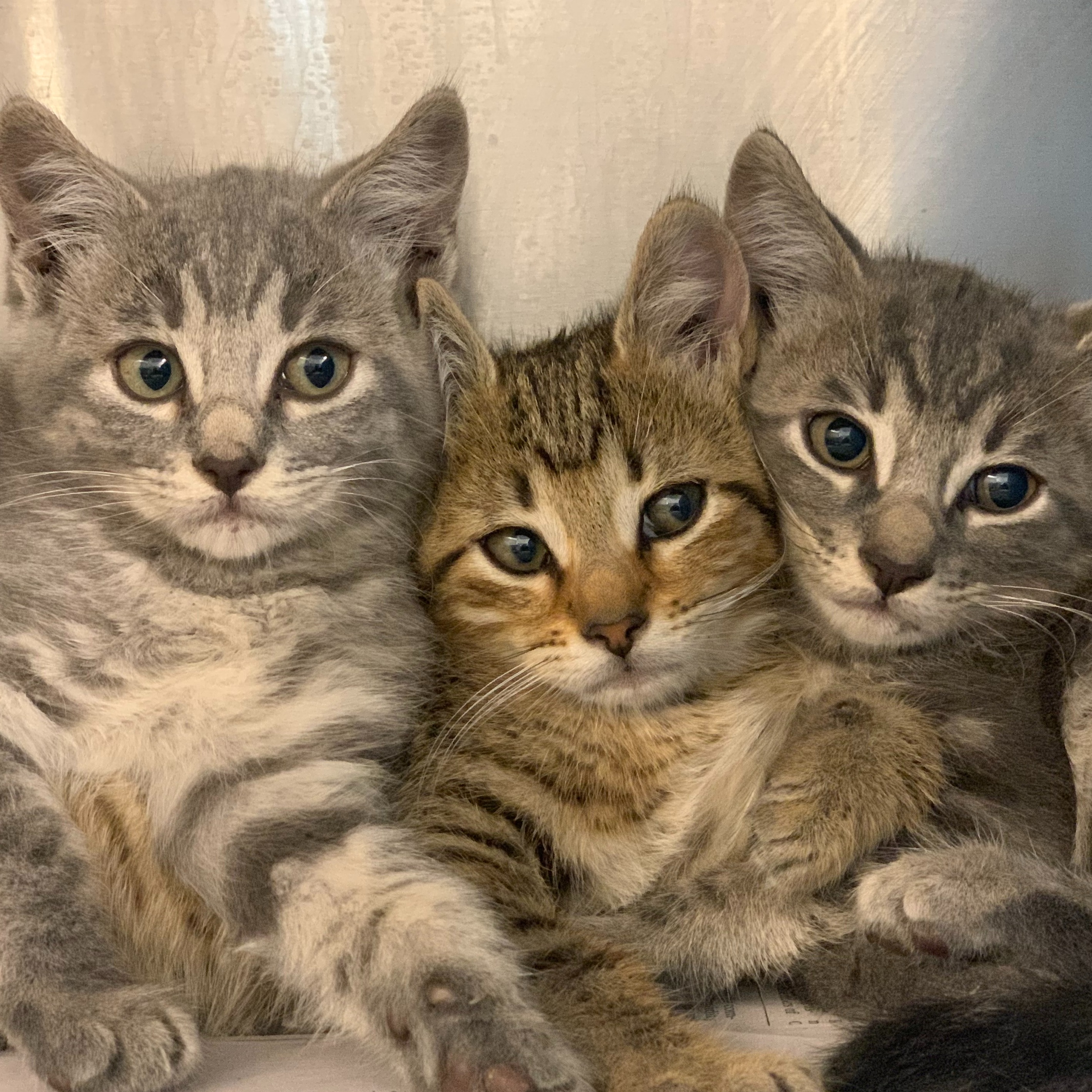 Photo 6 from Friends of Countypets