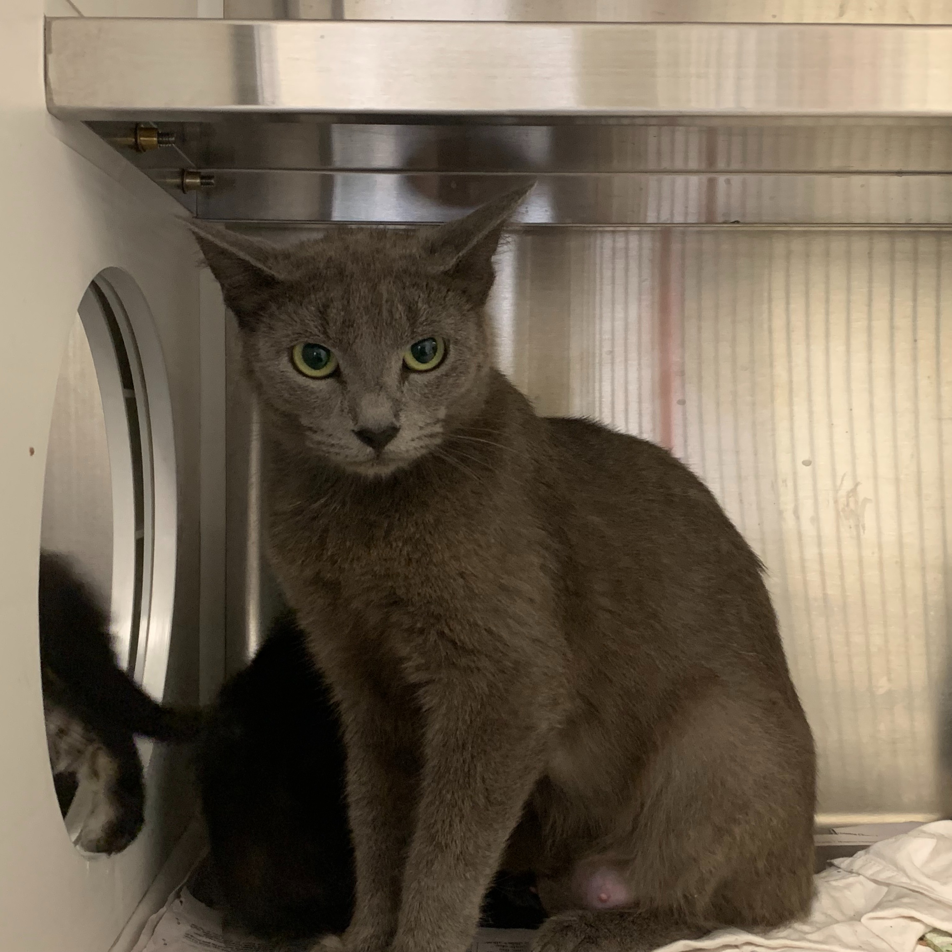 Photo 7 from Friends of Countypets