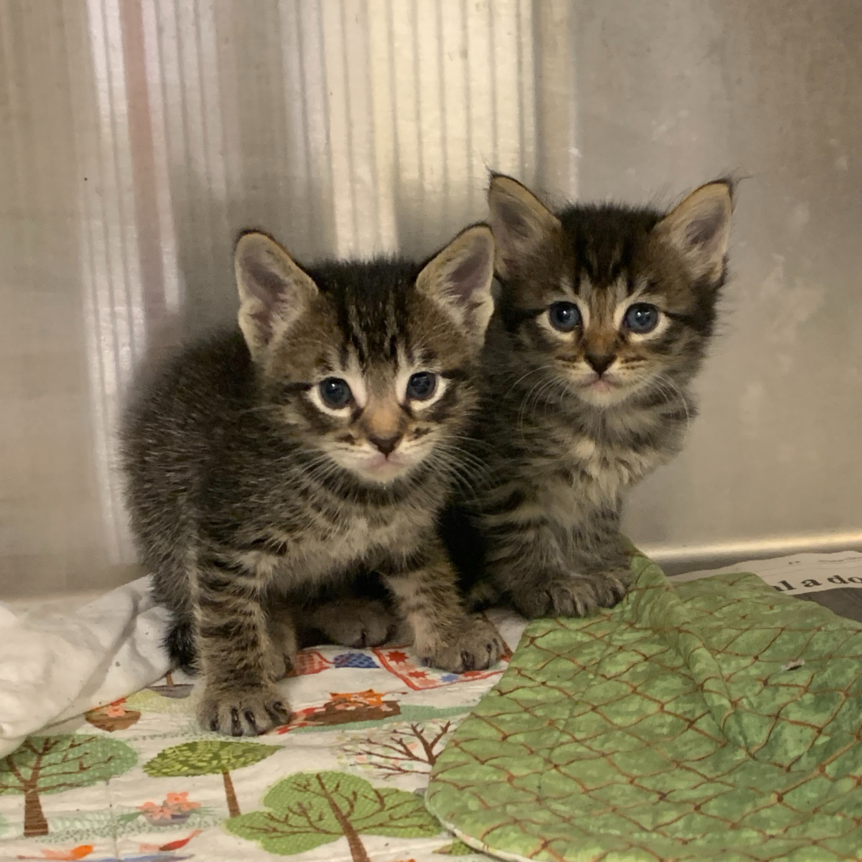 Photo 8 from Friends of Countypets