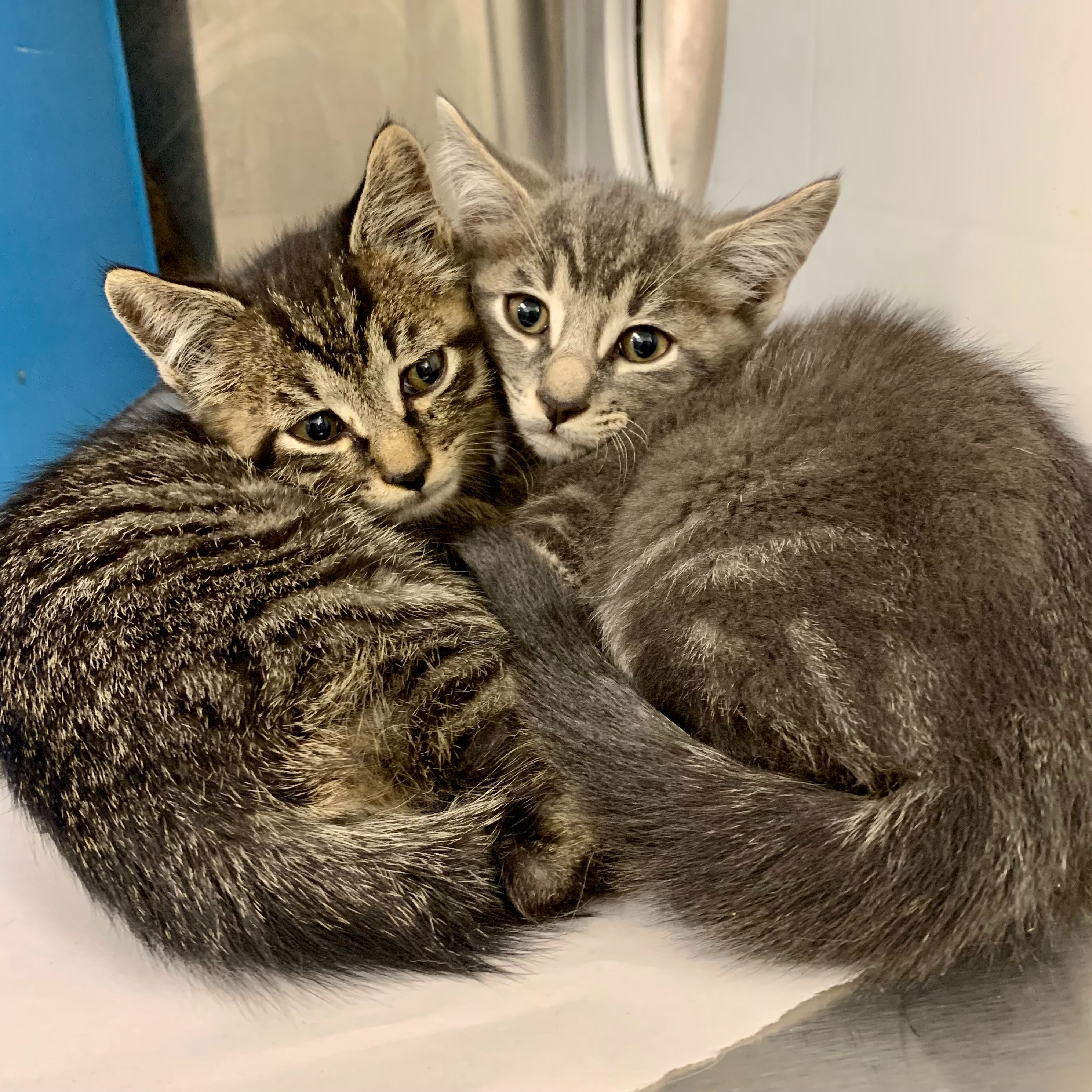 Photo 9 from Friends of Countypets