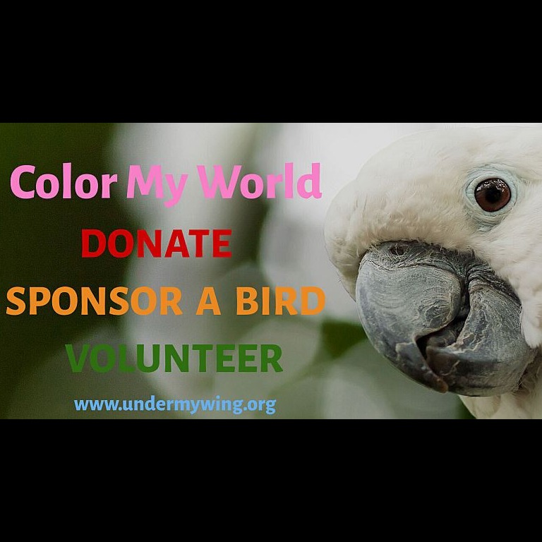 Photo 13 from Under My Wing Avian Refuge