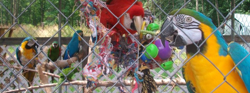 Under My Wing Avian Refuge