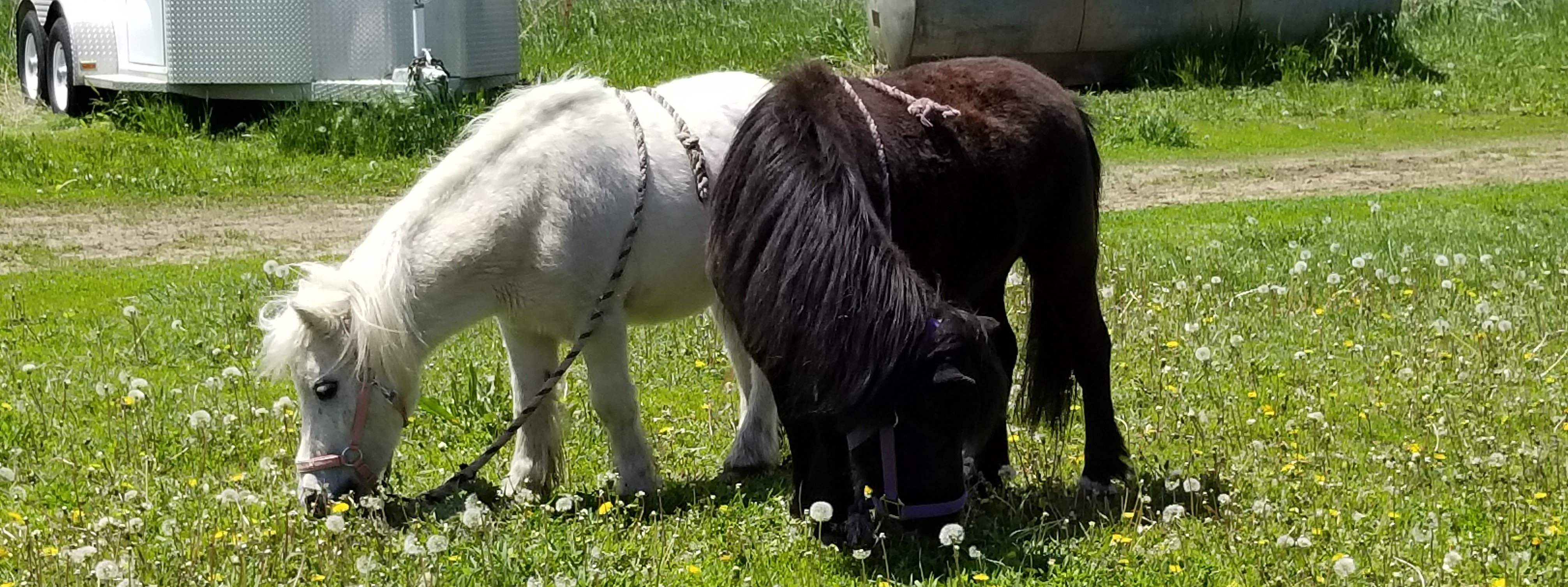 Medicine Horse Program