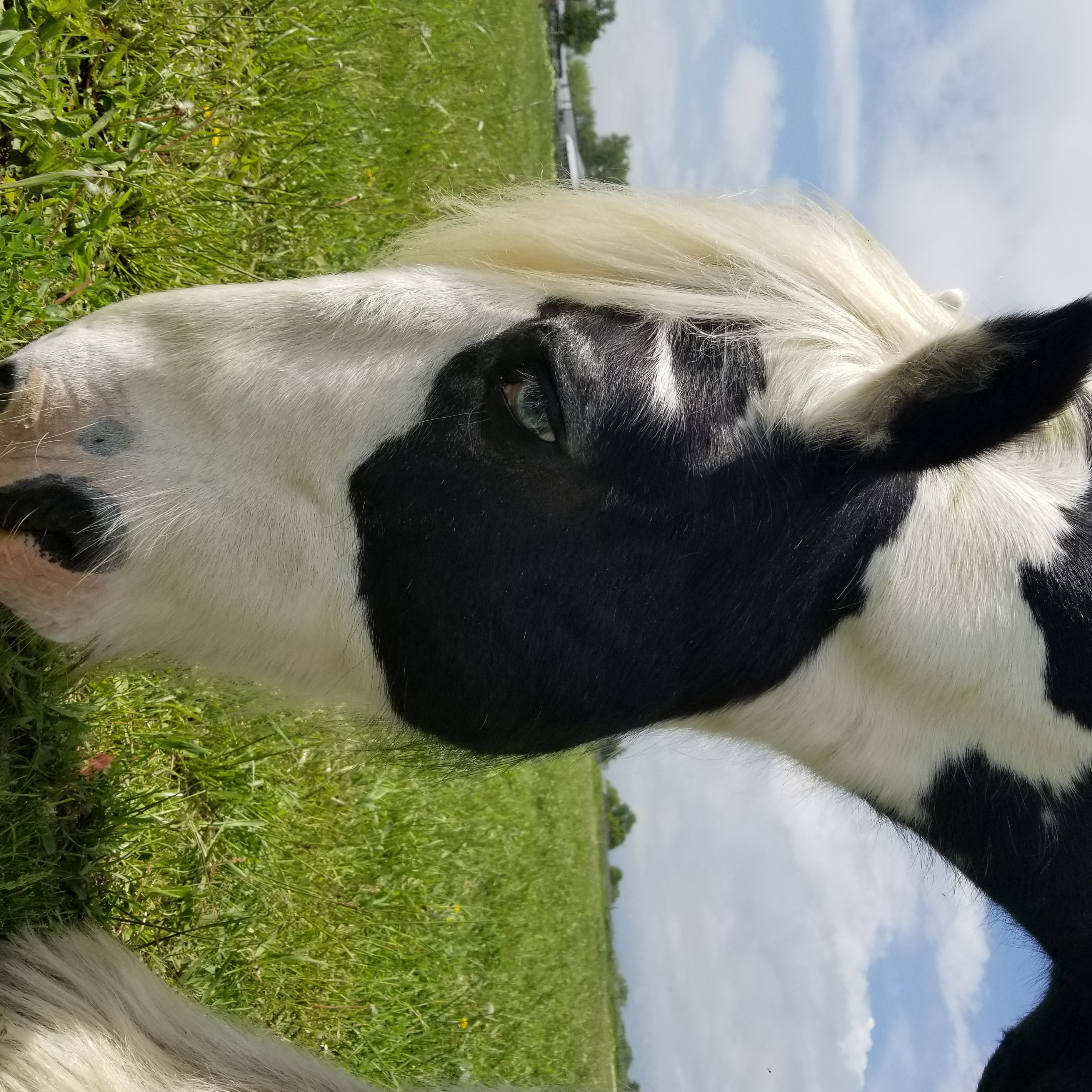 Photo 2 from Medicine Horse Program