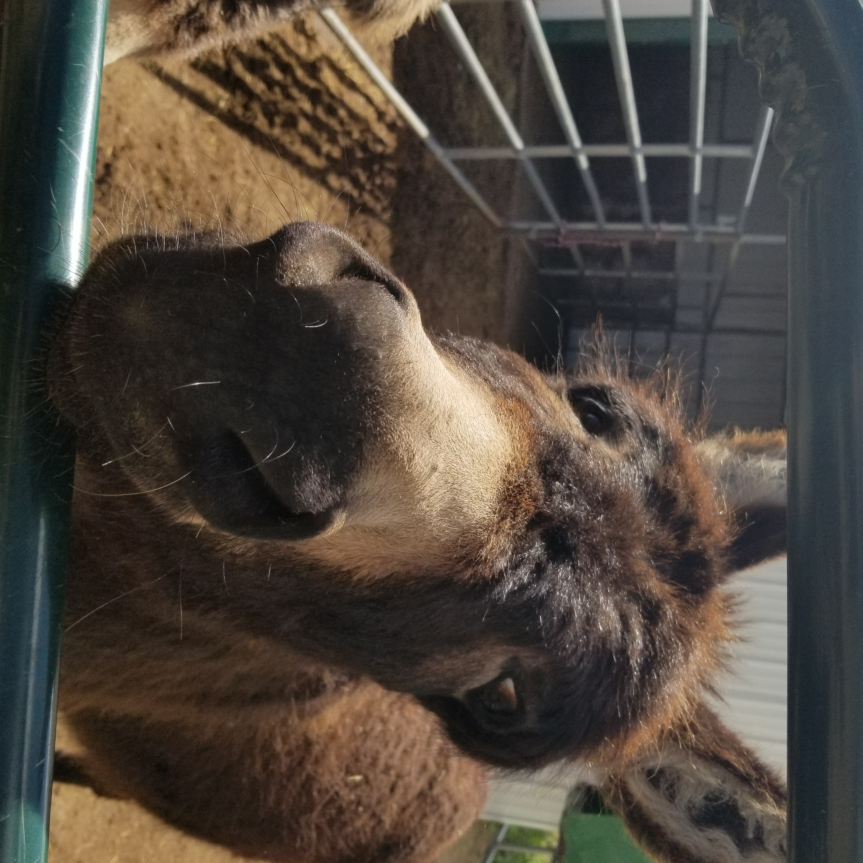 Photo 3 from Medicine Horse Program