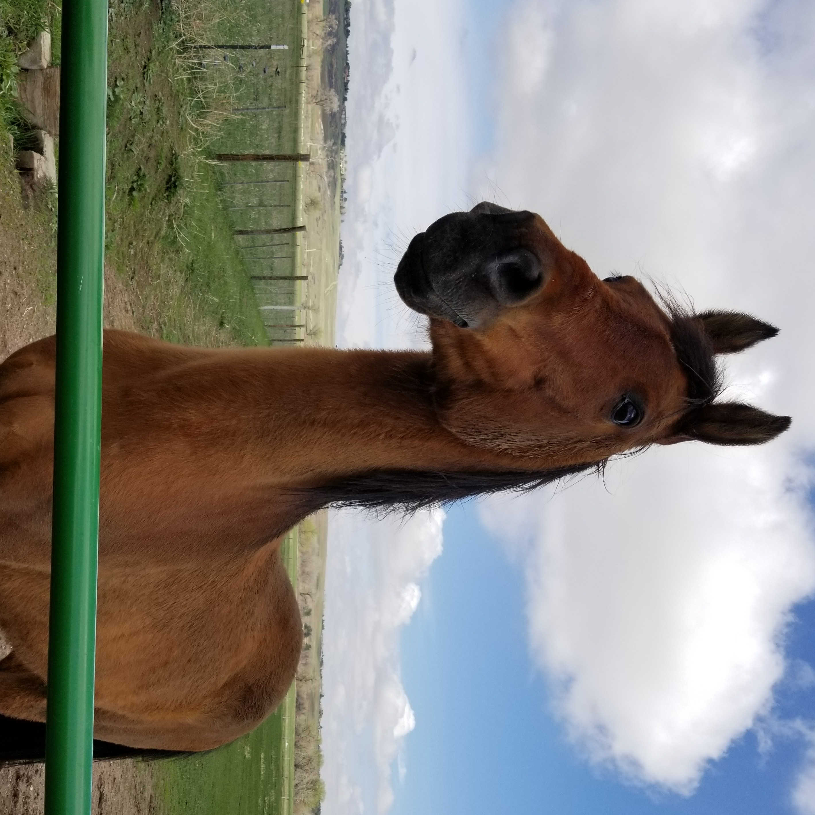 Photo 4 from Medicine Horse Program