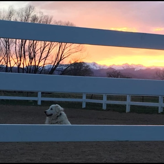 Photo 9 from Medicine Horse Program