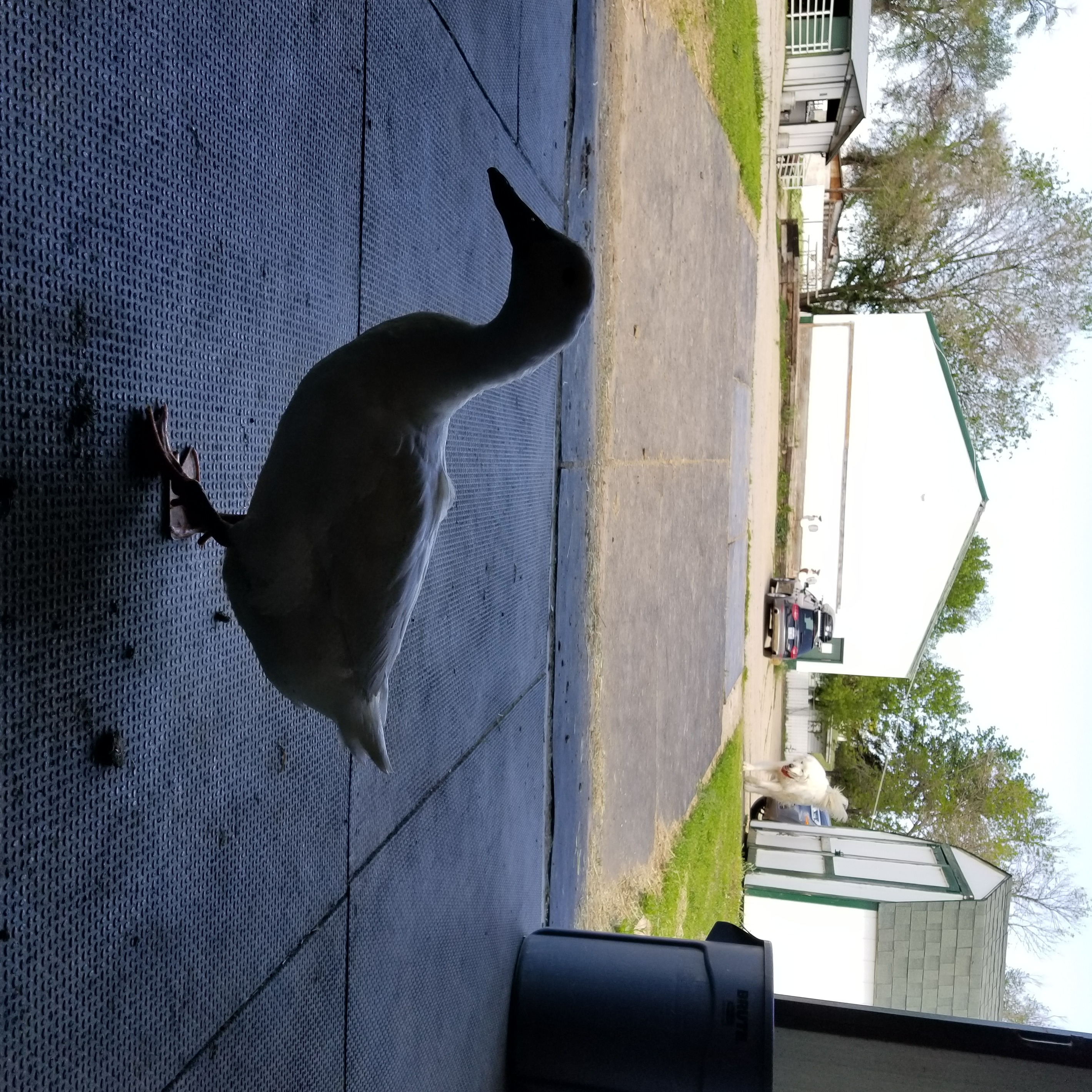 Photo 11 from Medicine Horse Program