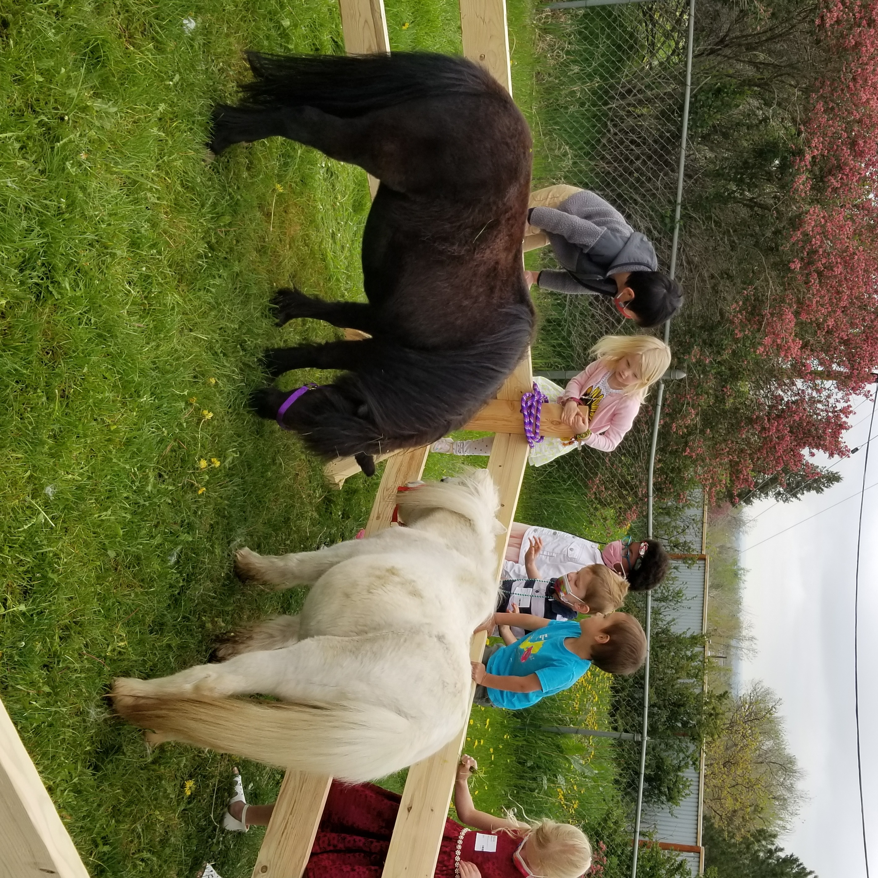 Photo 12 from Medicine Horse Program