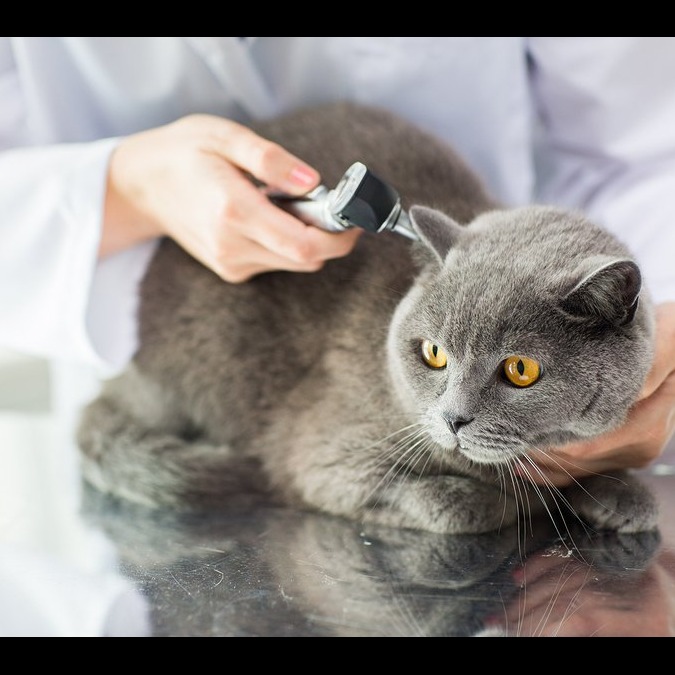 Photo 1 from Animals Staying Alive Inc