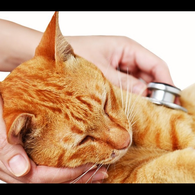 Photo 2 from Animals Staying Alive Inc