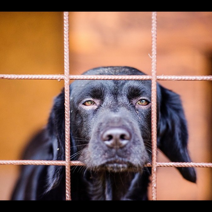 Photo 3 from Animals Staying Alive Inc