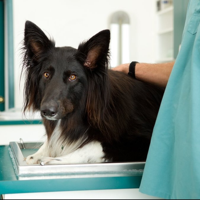 Photo 4 from Animals Staying Alive Inc