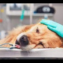 Photo 7 from Animals Staying Alive Inc