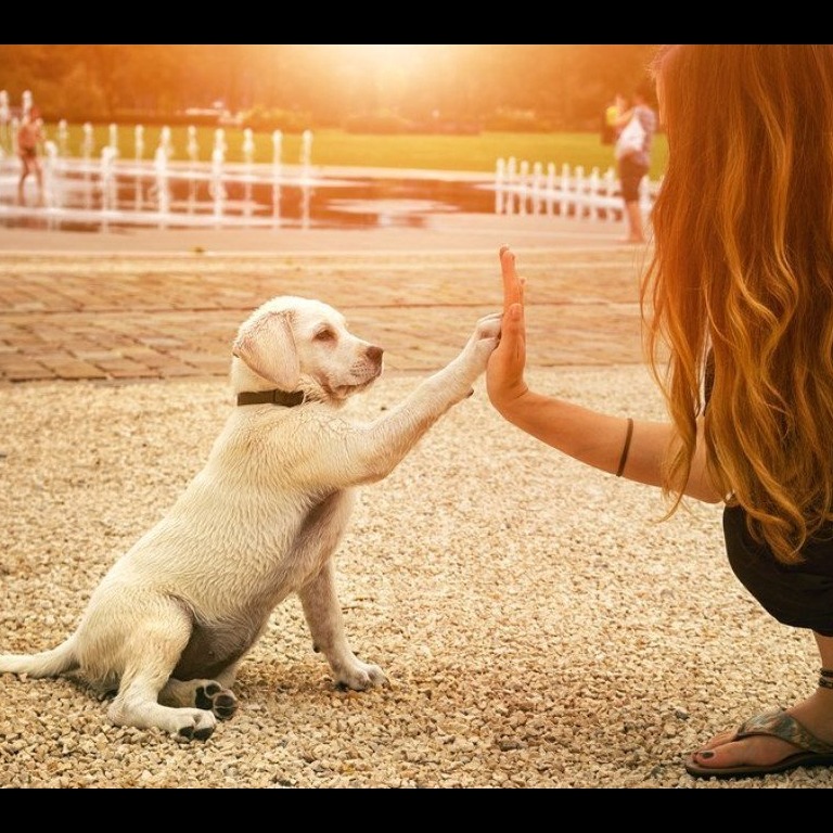 Photo 8 from Animals Staying Alive Inc