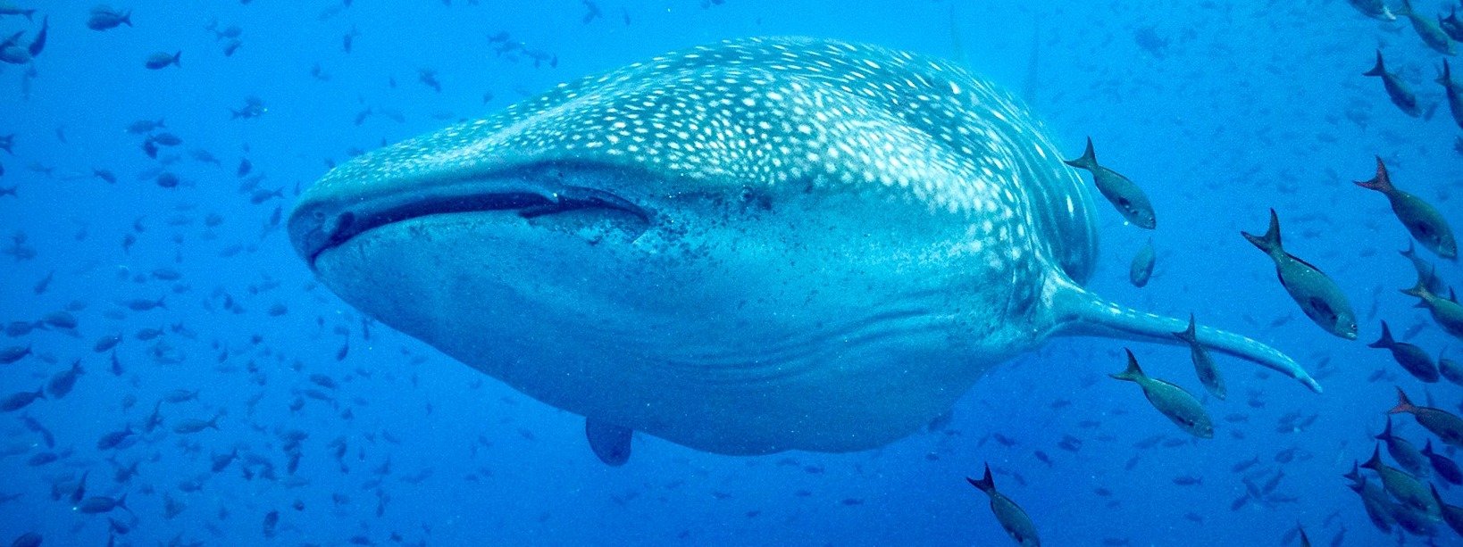 MARINE MEGAFAUNA FOUNDATION