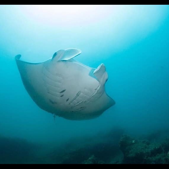 Photo 1 from MARINE MEGAFAUNA FOUNDATION