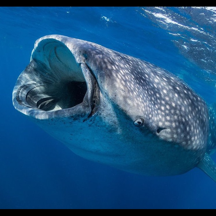 Photo 2 from MARINE MEGAFAUNA FOUNDATION