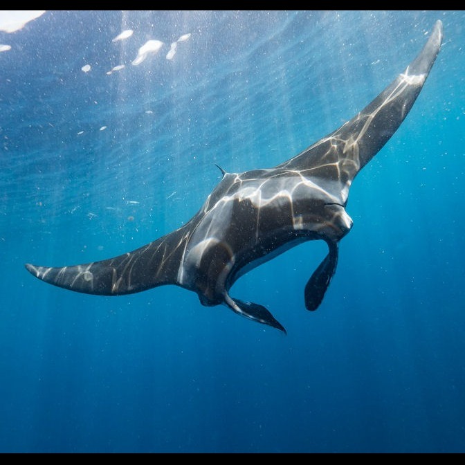 Photo 3 from MARINE MEGAFAUNA FOUNDATION