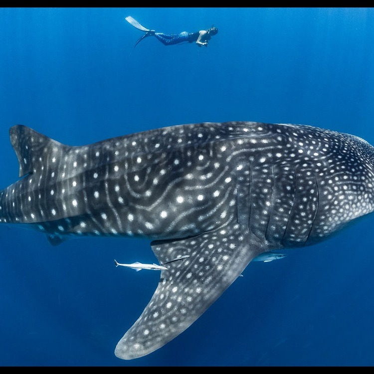 Photo 4 from MARINE MEGAFAUNA FOUNDATION