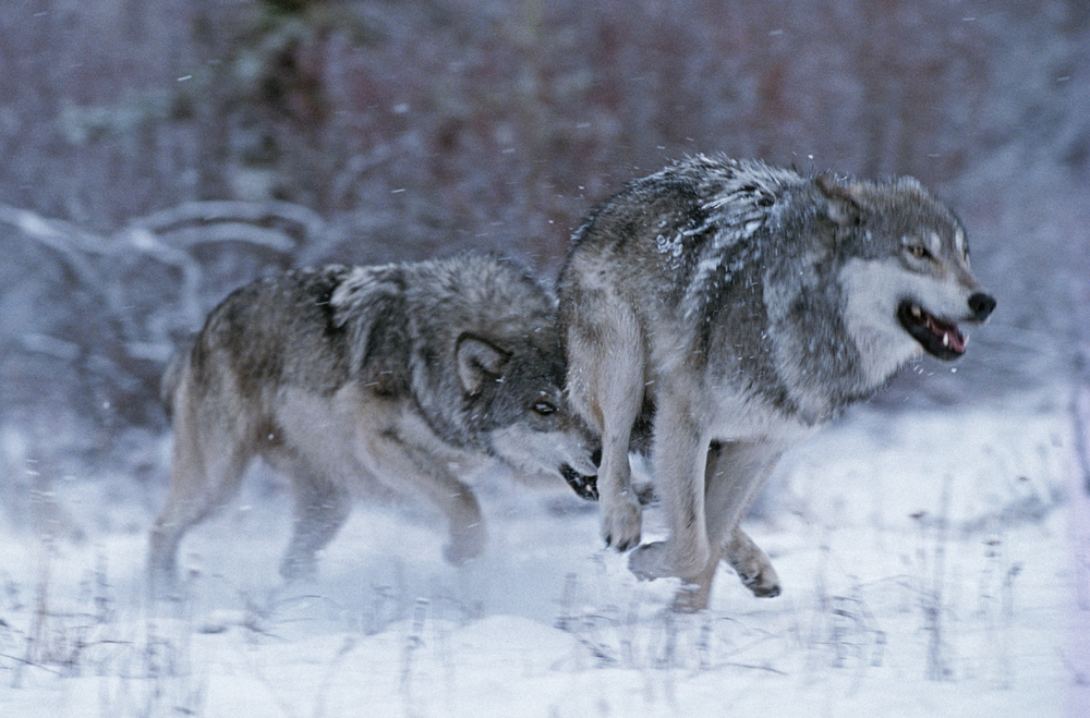 Photo 1 from LIVING WITH WOLVES 
