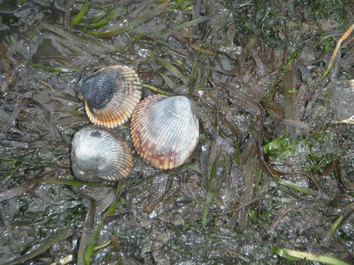 Photo 1 from TILLAMOOK ESTUARIES PARTNERSHIP