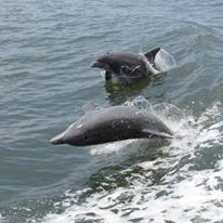 Photo 1 from Ocean River Institute, Inc.