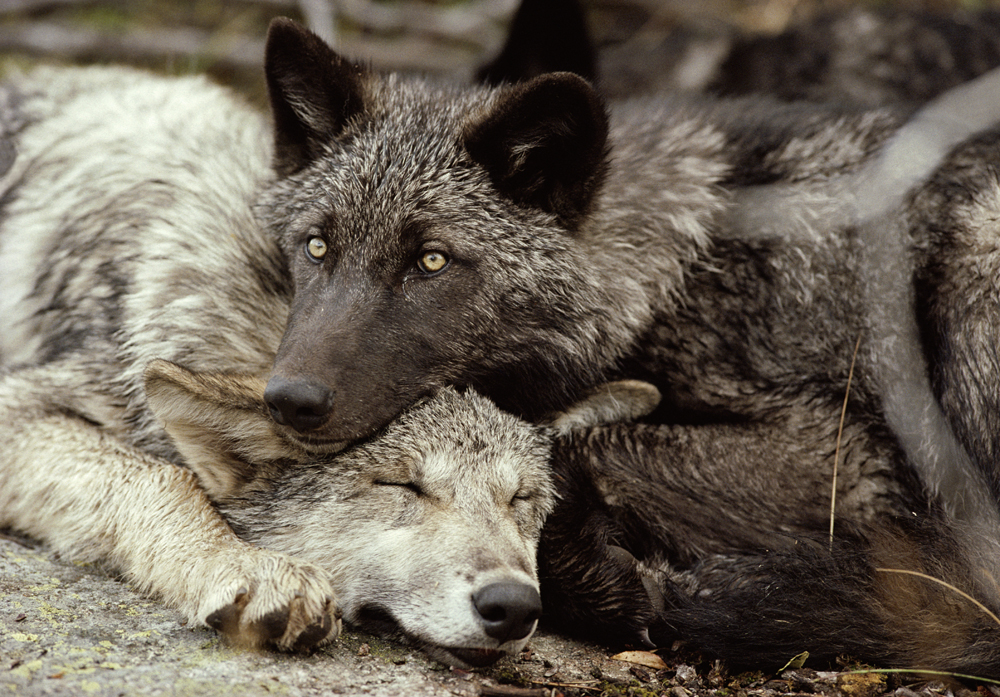 Photo 3 from LIVING WITH WOLVES 