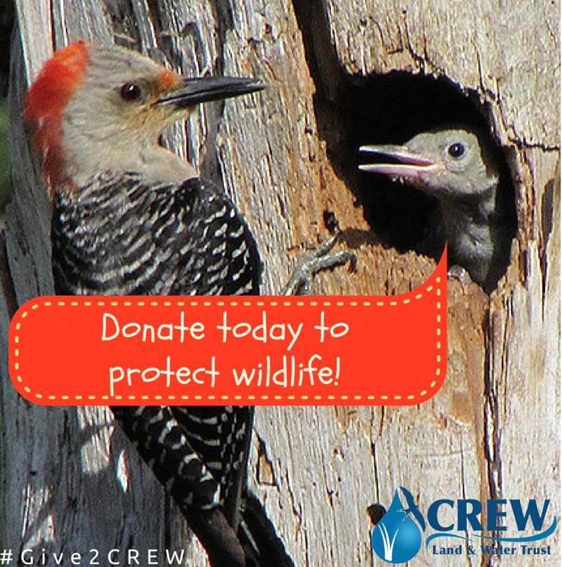 Photo 1 from CREW Land & Water Trust