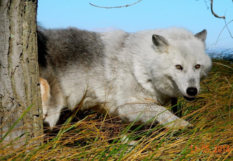 Photo 3 from MISSION WOLF