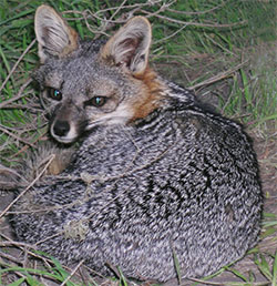 Photo 2 from CHANNEL ISLANDS RESTORATION