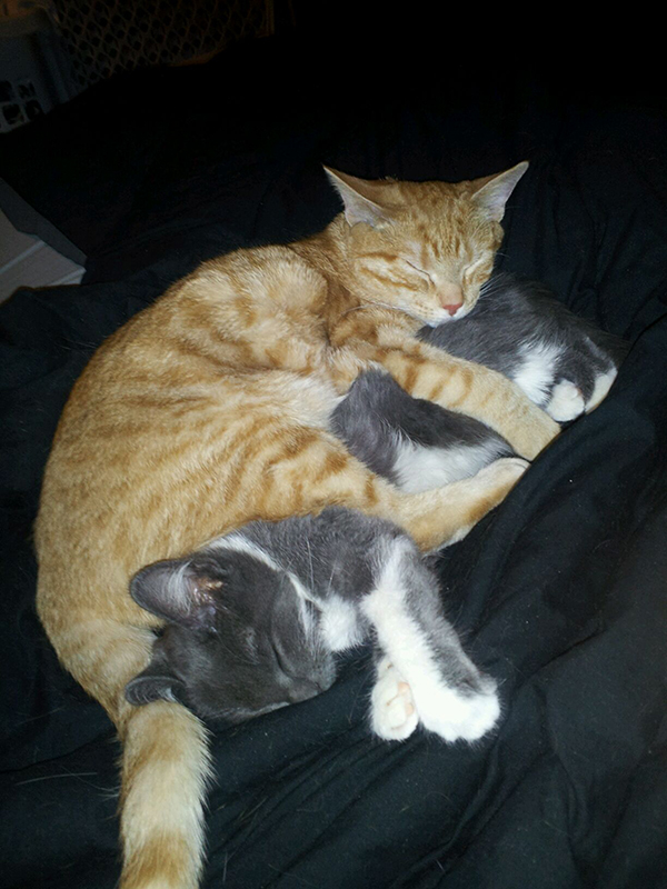 Photo 3 from DELTA ANIMAL SHELTER