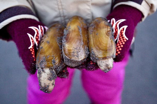 Photo 2 from RESTORE AMERICA'S ESTUARIES