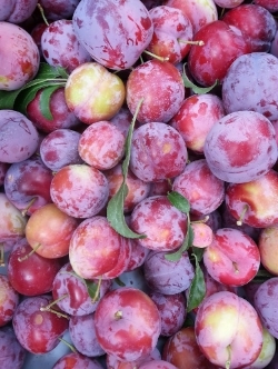 Photo 7 from CLARK COUNTY FOOD BANK