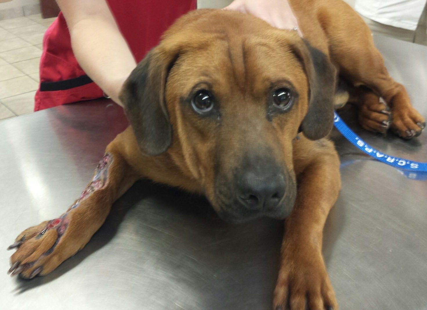 Photo 2 from SCRAPS HOPE FOUNDATION