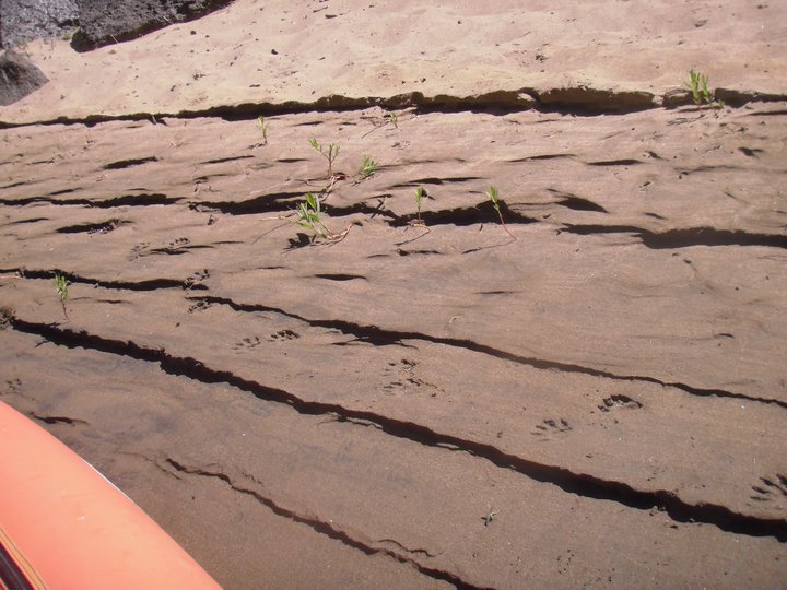 Photo 9 from Amigos Bravos