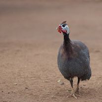 Photo 4 from Advocates for Africas Children, Inc.